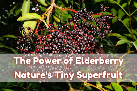 The Power of Elderberry: Nature's Tiny Superfruit